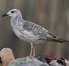 Larus armenicus